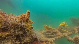 Foto: Istimewa/Dok. PT Timah Tbk