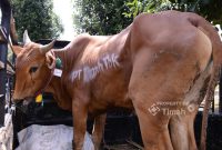 ‎Tahun ini, PT TIMAH akan menyalurkan sebanyak 268 ekor sapi kurban. Foto:Ist/Dok. PT Timah (Persero) Tbk.
