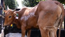 ‎Tahun ini, PT TIMAH akan menyalurkan sebanyak 268 ekor sapi kurban. Foto:Ist/Dok. PT Timah (Persero) Tbk.