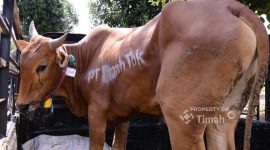 ‎Tahun ini, PT TIMAH akan menyalurkan sebanyak 268 ekor sapi kurban. Foto:Ist/Dok. PT Timah (Persero) Tbk.