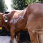 ‎Tahun ini, PT TIMAH akan menyalurkan sebanyak 268 ekor sapi kurban. Foto:Ist/Dok. PT Timah (Persero) Tbk.