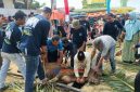 Masjid Jami' Al Falah Kp Melayu, Kelurahan Balai Kota, peserta kurban 8 sapi, 10 kambing.