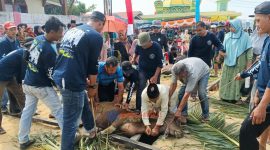 Masjid Jami' Al Falah Kp Melayu, Kelurahan Balai Kota, peserta kurban 8 sapi, 10 kambing.