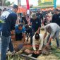 Masjid Jami' Al Falah Kp Melayu, Kelurahan Balai Kota, peserta kurban 8 sapi, 10 kambing.