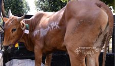 Foto: Ist/Dok. PT Timah Tbk
