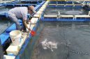 Kelompok Pembudidaya Ikan (Pokdakan) Tuah Bersatu di Desa Sawang Laut, Kecamatan Kundur Barat, Kabupaten Karimun. Foto: Dok. PT Timah Tbk.
