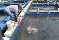Kelompok Pembudidaya Ikan (Pokdakan) Tuah Bersatu di Desa Sawang Laut, Kecamatan Kundur Barat, Kabupaten Karimun. Foto: Dok. PT Timah Tbk.
