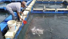 Kelompok Pembudidaya Ikan (Pokdakan) Tuah Bersatu di Desa Sawang Laut, Kecamatan Kundur Barat, Kabupaten Karimun. Foto: Dok. PT Timah Tbk.