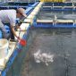 Kelompok Pembudidaya Ikan (Pokdakan) Tuah Bersatu di Desa Sawang Laut, Kecamatan Kundur Barat, Kabupaten Karimun. Foto: Dok. PT Timah Tbk.